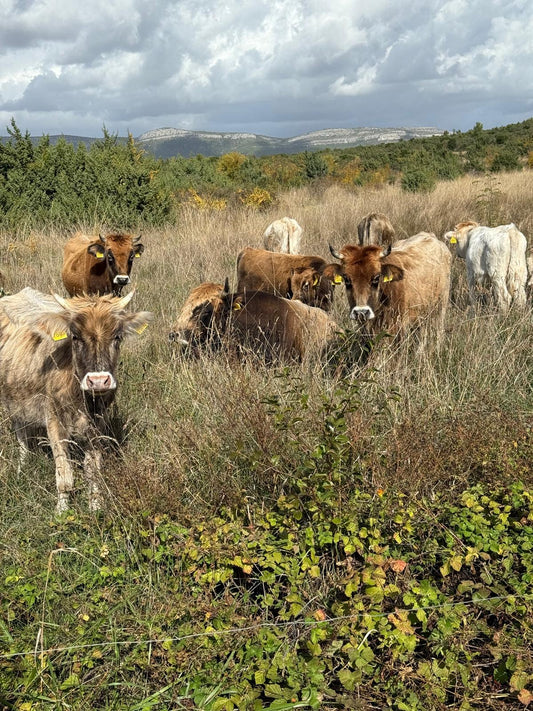 Die Biodiversität von unseren Busa Rindern