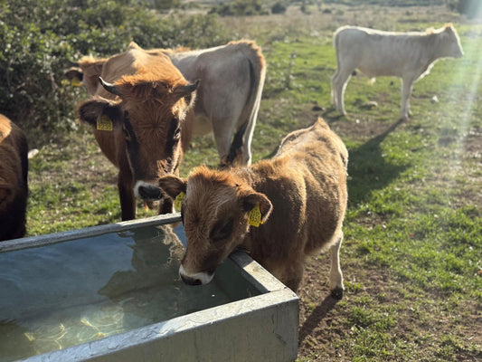 Quellwasser als Trinkquelle