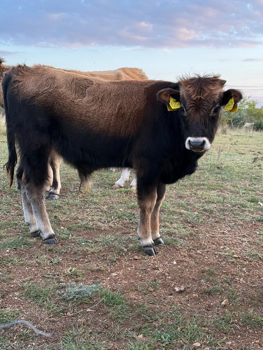 Die Geschichte der Buša: Europas ältestes und ursprünglichstes Rind