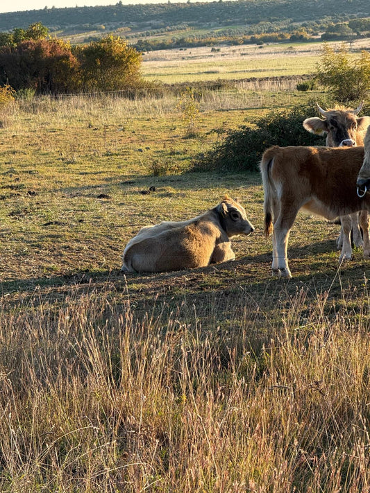 Freilandhaltung auf 5.000+ Hektar: Warum Platz Geschmack schafft