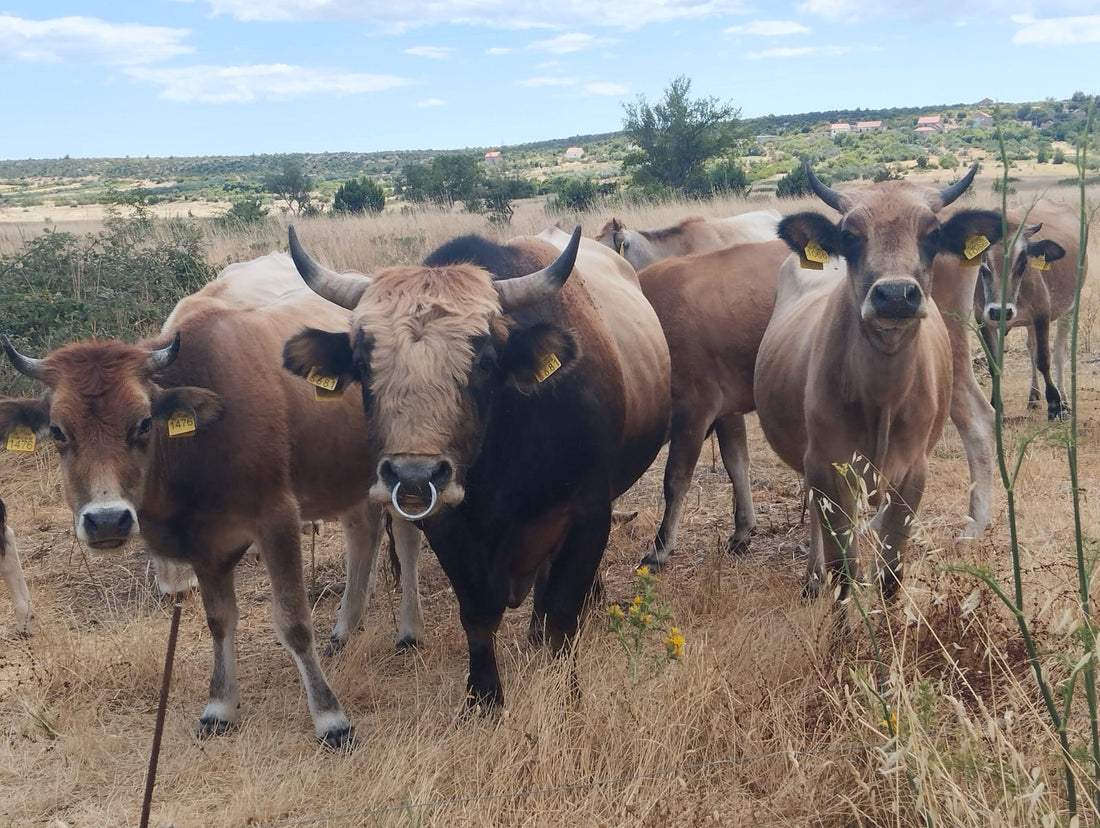 Wie Bewegung das Busa Fleisch nährt und besser macht 