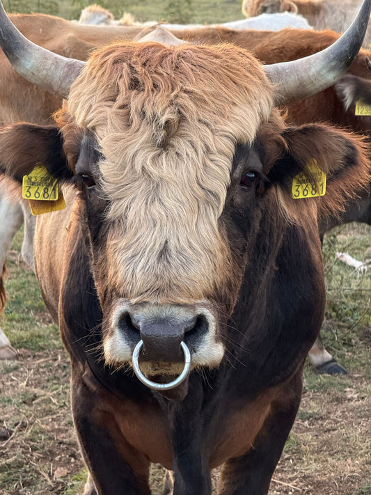 Unsere Busa Bullen verteidigen die Herde auch gegen Wölfe