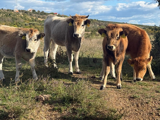 Unsere Busa sind Antibiotika frei