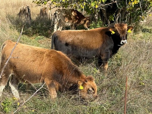 Warum die Buša fast ausgestorben wäre – und wie sie heute zurückkehrt