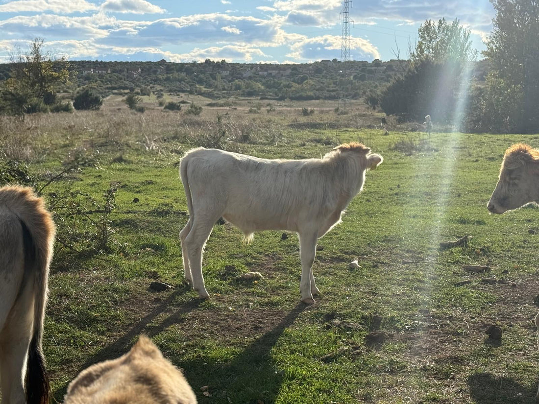 Der Unterschied zwischen Buša, Simmentaler & Angus